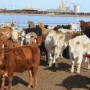 Keeling feedlot