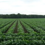 Soybeans Miss cc070114