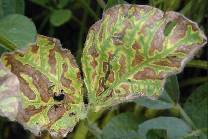 Sudden Death Syndrome 