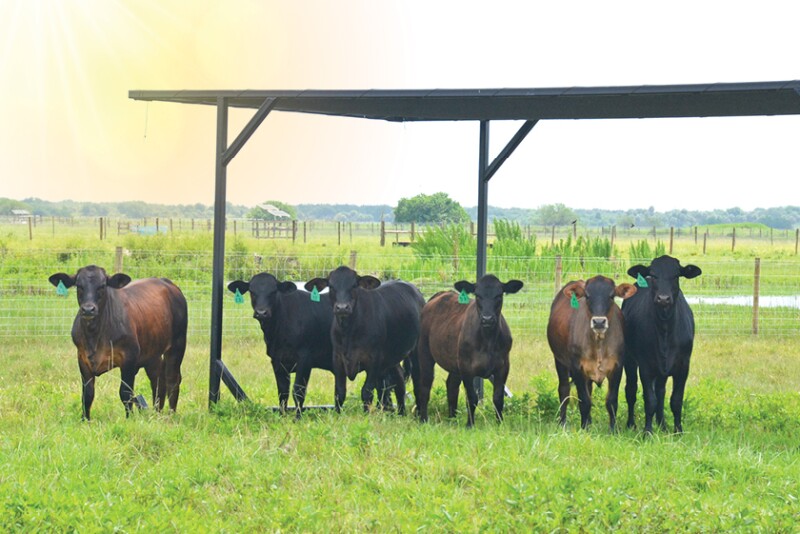 Access to shade and water is critical for cattle during summer.