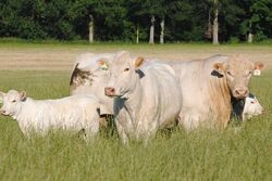 Charolais cattle