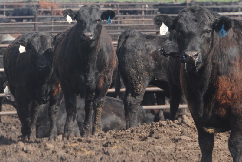 Cattle feeding margins improved $43 per head last week as cash prices gained nearly $2 per cwt. 