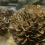 This year, the meal to be served at the Golden Globes will feature mushrooms instead of meat.