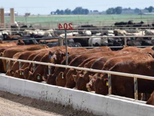 Feedlot