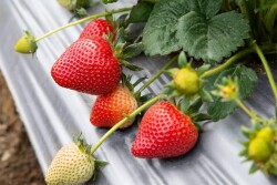 Strawberries in a field