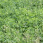 alfalfa