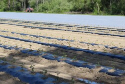 Organic summertime vegetable transplants begin to sprout at Jersey Legacy Farms, Cedarville, N.J.