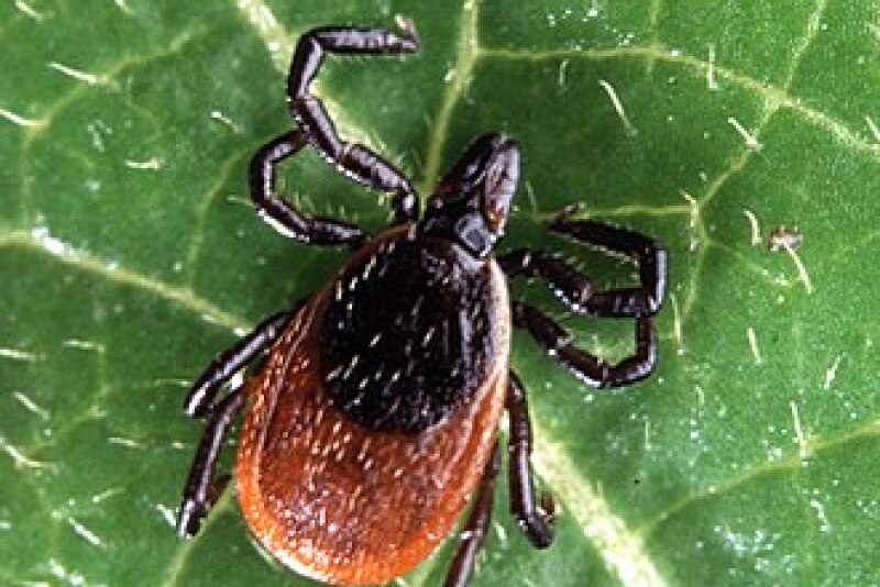 deer tick
