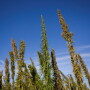 The numbers involved in a southern hempcrete wall reveal a crop with a phenomenal range of utility.