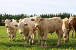 Purina Cattle