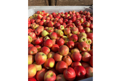 chile honeycrisp