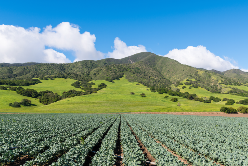 Broccoli field