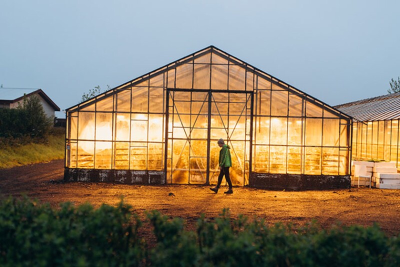 : A large glass greenhouse is depicted illuminated from within. It’s sunset and a man in a green rain jacket walks in front of the greenhouse from a distance. 
