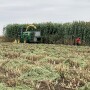 Sorghum forage harvesting.jpg