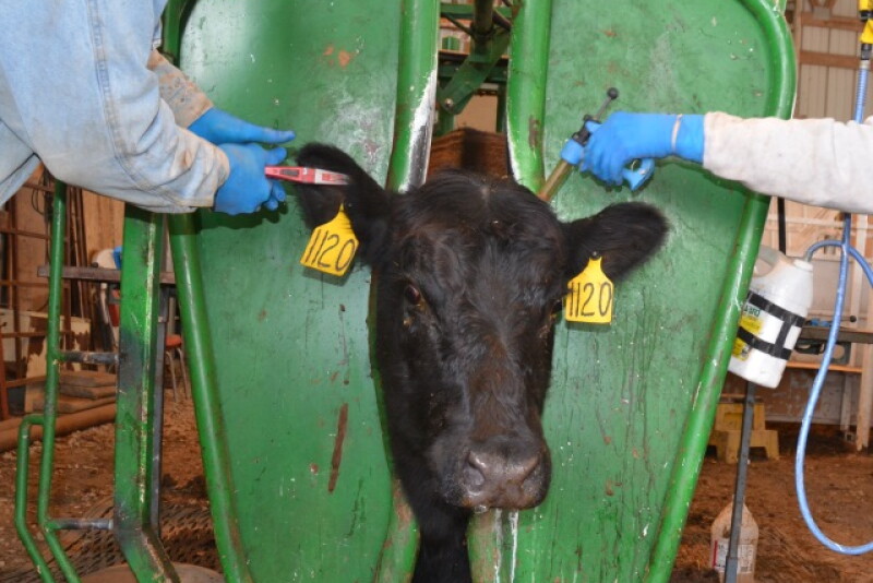 BT_Cow_Vaccinate_Tagging