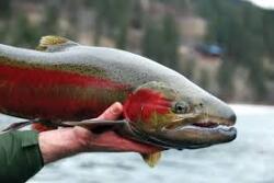 Steelhead