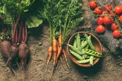 The USDA's Agricultural Marketing Service plans to hold a public listening session regarding upcoming standards and development activities and to gather feedback regarding recommendations received from the National Organic Standards Board. 