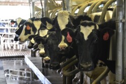 DT_Dairy_Cows