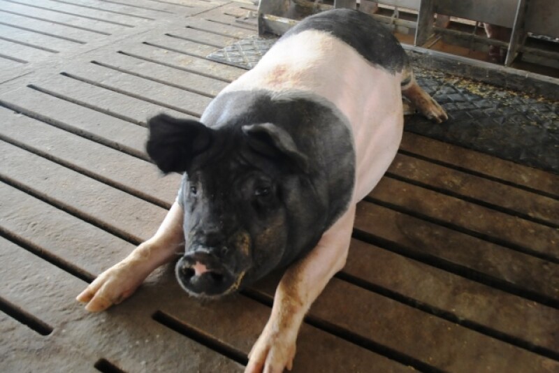 market_hogs_(13)