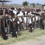 Dairy Heifers Holstein_Maureen Hanson