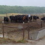 feedlot