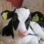 holstein-calf-840.jpg