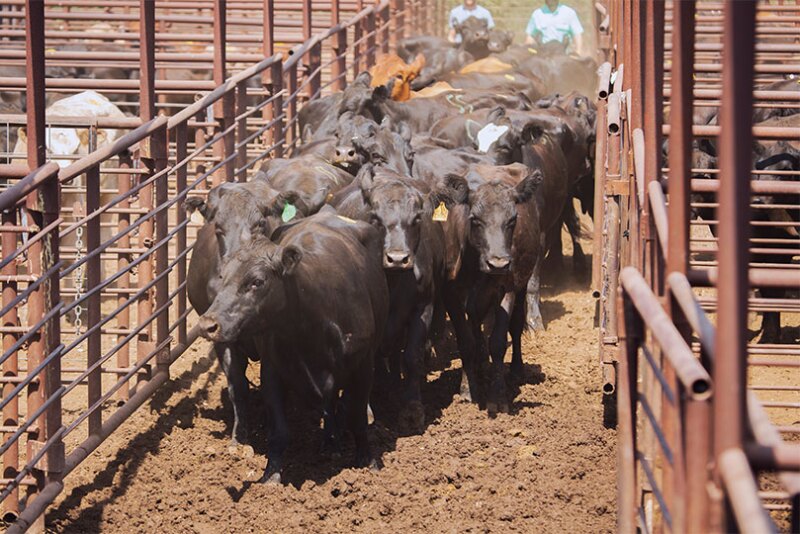 cattle-auctionsTFB.jpg