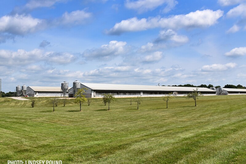 hog barn feed - Lindsey Pound