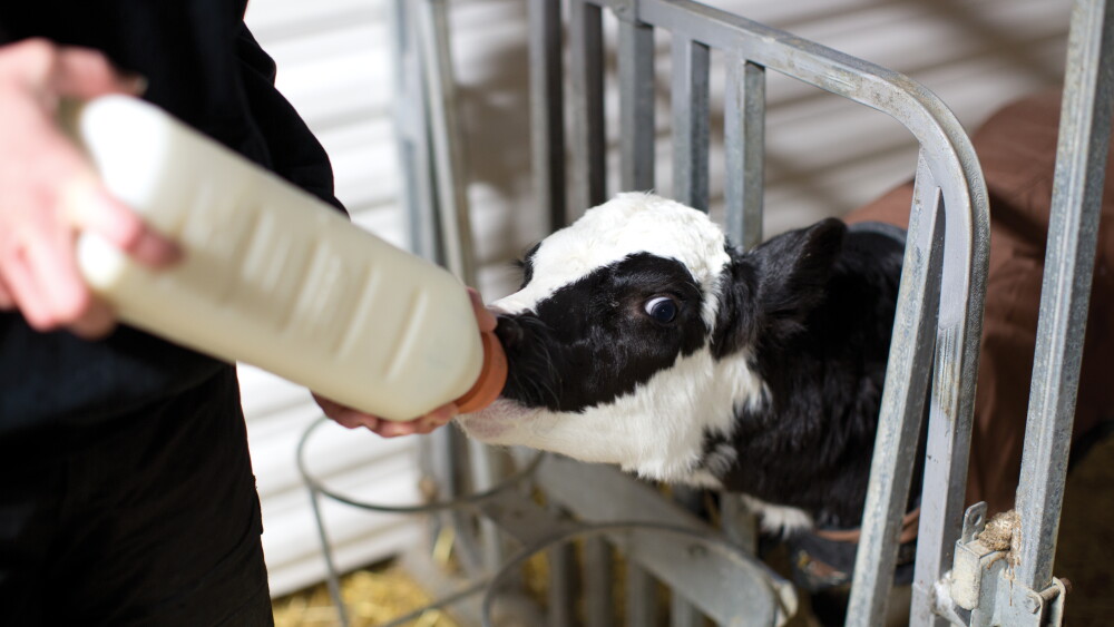 pg26-calf_bottle_feed_winter.jpg