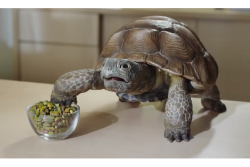 Meet Sheldon, who's not on board with the No Shells concept.