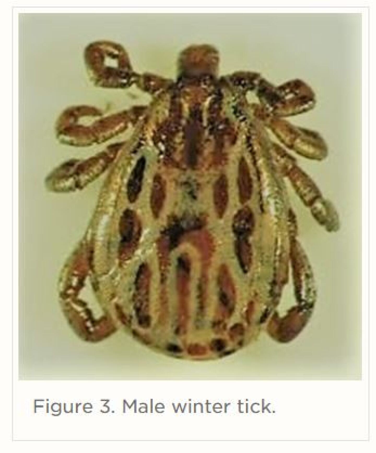 winter%20tick%203.JPG