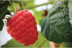 Naturipe Farms LLC expects to have promotional volumes of raspberries and other berries this summer, says Brian Bocock, vice president of sales. The company’s berry volume remains steady compared to last year, he says.