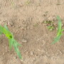 “Corn’s not supposed to be this tall” in mid-June, McCune, who can trace his family’s farm roots as far back as 1857, said. “It’s supposed to be this tall,” as he gestures just below his waist.

