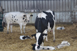Dairy cows after birth