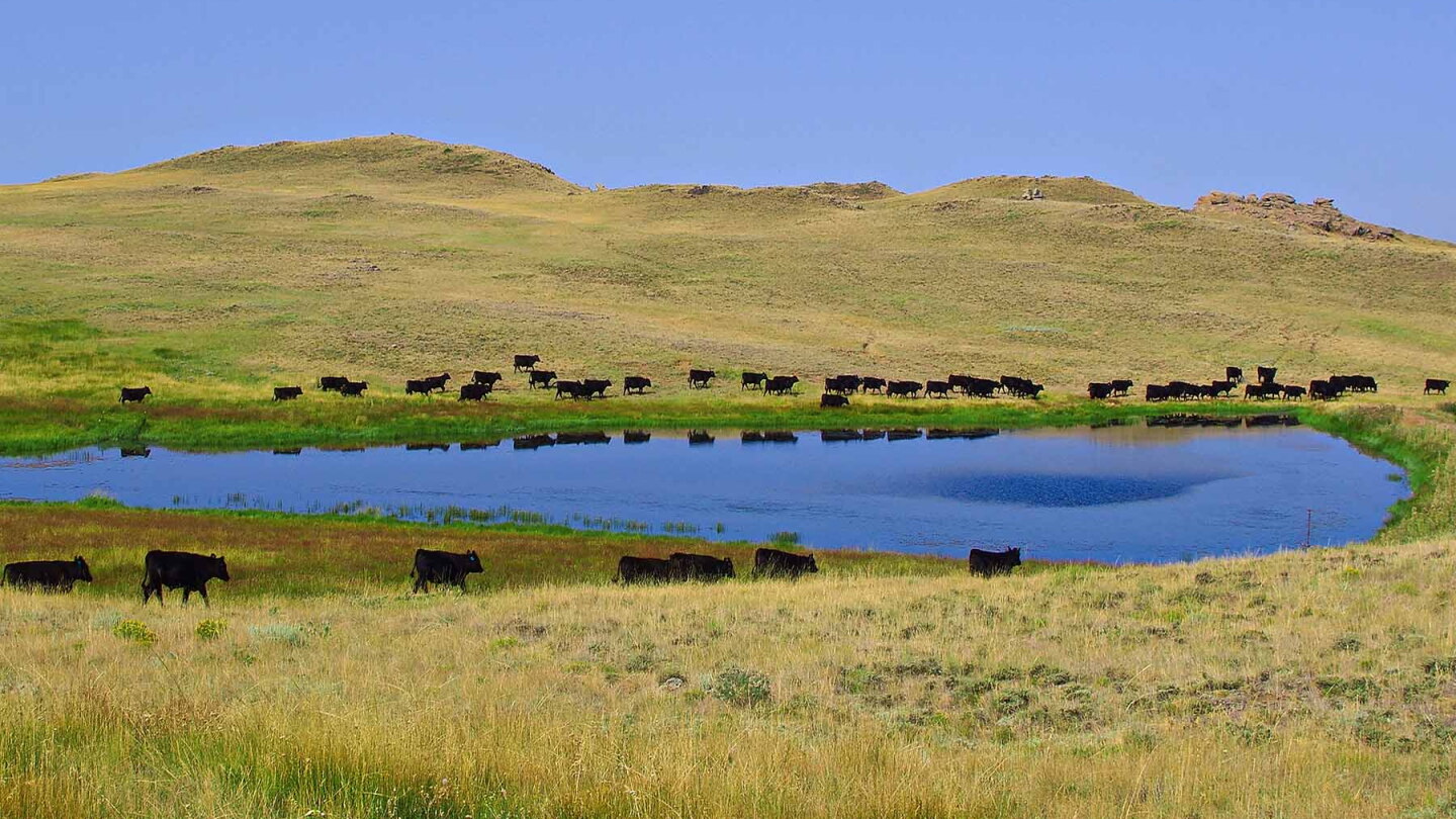 Supplying Water Needs for Beef Cattle - Drovers