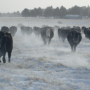South_Dakota_Snow_Cattle