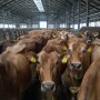 Jerseys Parlor_Adobe Stock