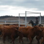 BT_Horseback_Cattle