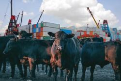 Beef Exports