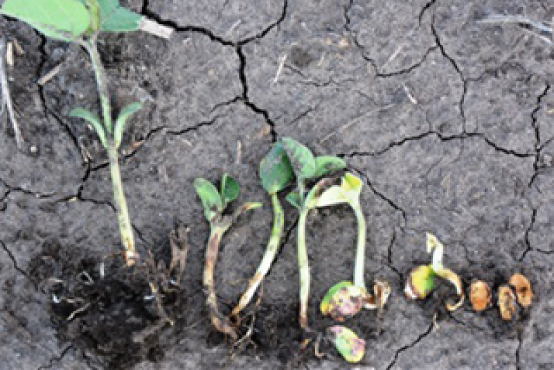 seedling_disease_sdsu_extension
