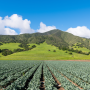 Broccoli field