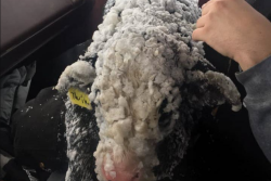 Rancher Nick Cobb says the blizzard that hit Washington state over the weekend meant several calves needed help, including one called "Oreo" that was covered in snow and ice.