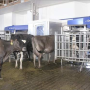 delaval