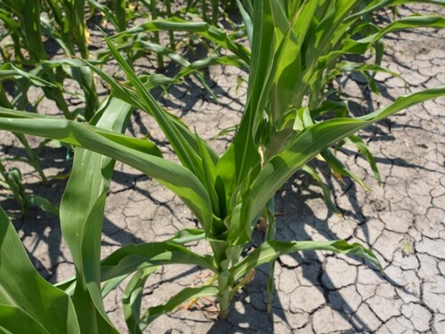 Corn_Heat_Stress3.JPG
