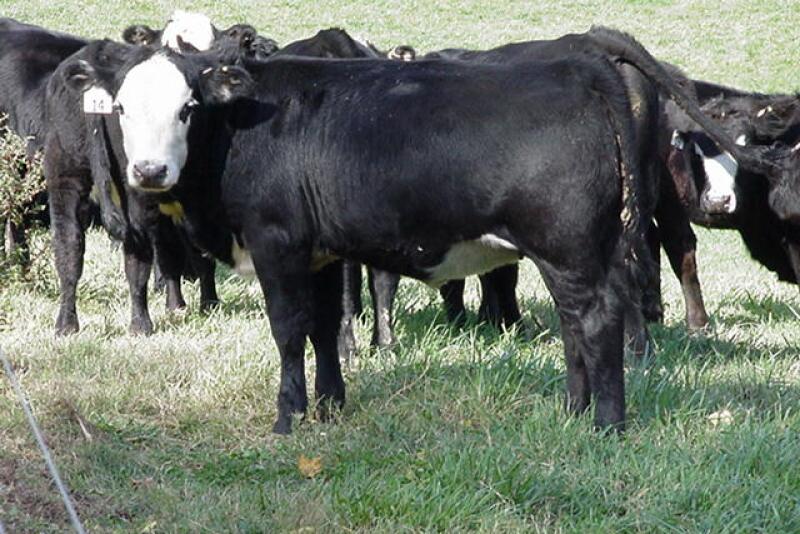 The fallout risk involved with feed¬ing natural cattle is substantial.