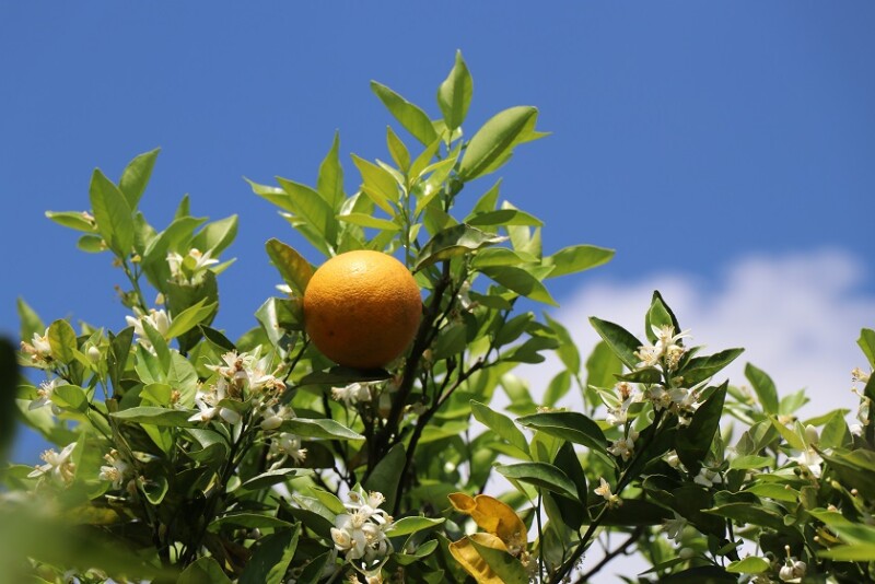 Florida citrus