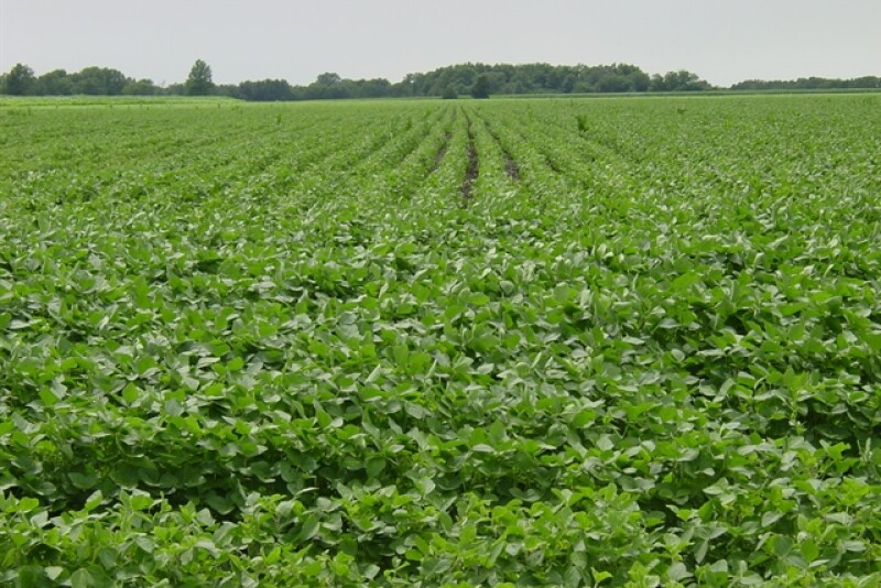 soybean field