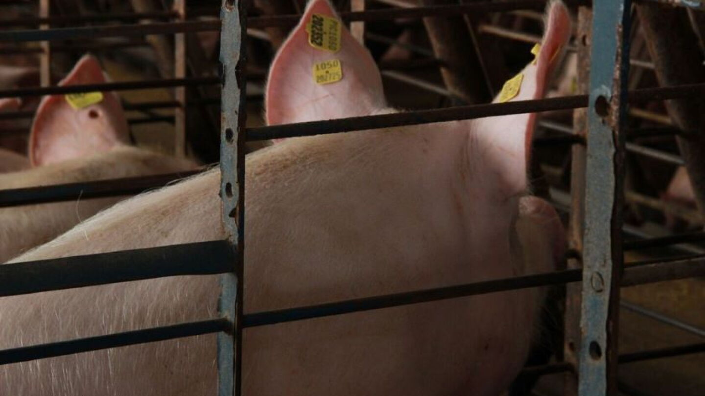 Adopt Strategies to Improve Your Farm’s Sow Longevity Rate - Pork Business