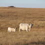 Drought is not a new issue to cow-calf producers, but many factors make this year unique. Kansas State will host a webinar to help producers weigh options on May 19.