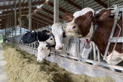 Dairy cows at feedbunk_PDPW